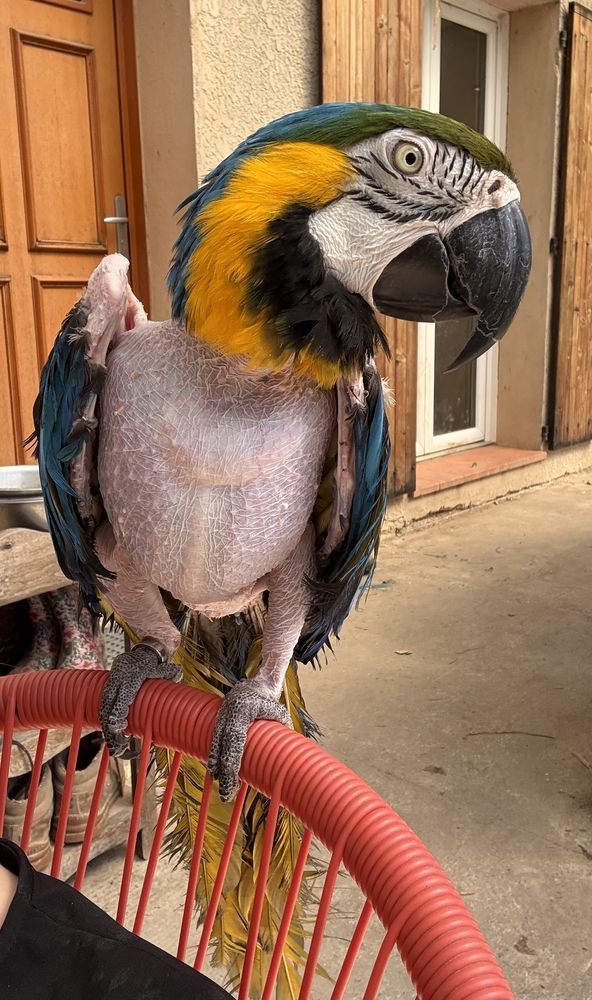 Femelle Ara Ararauna EAM 800 13113 Lamanon