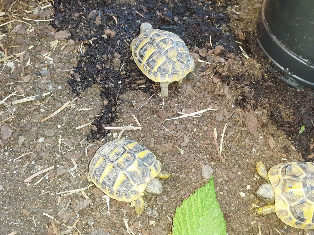 Bb tortues de terre 40 34560 Poussan