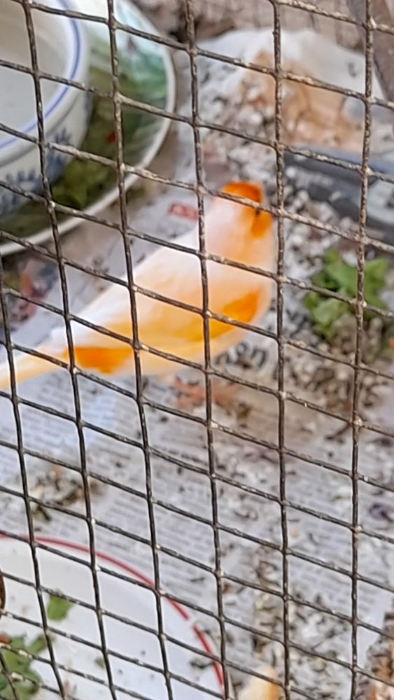 canaris 20 06610 La gaude