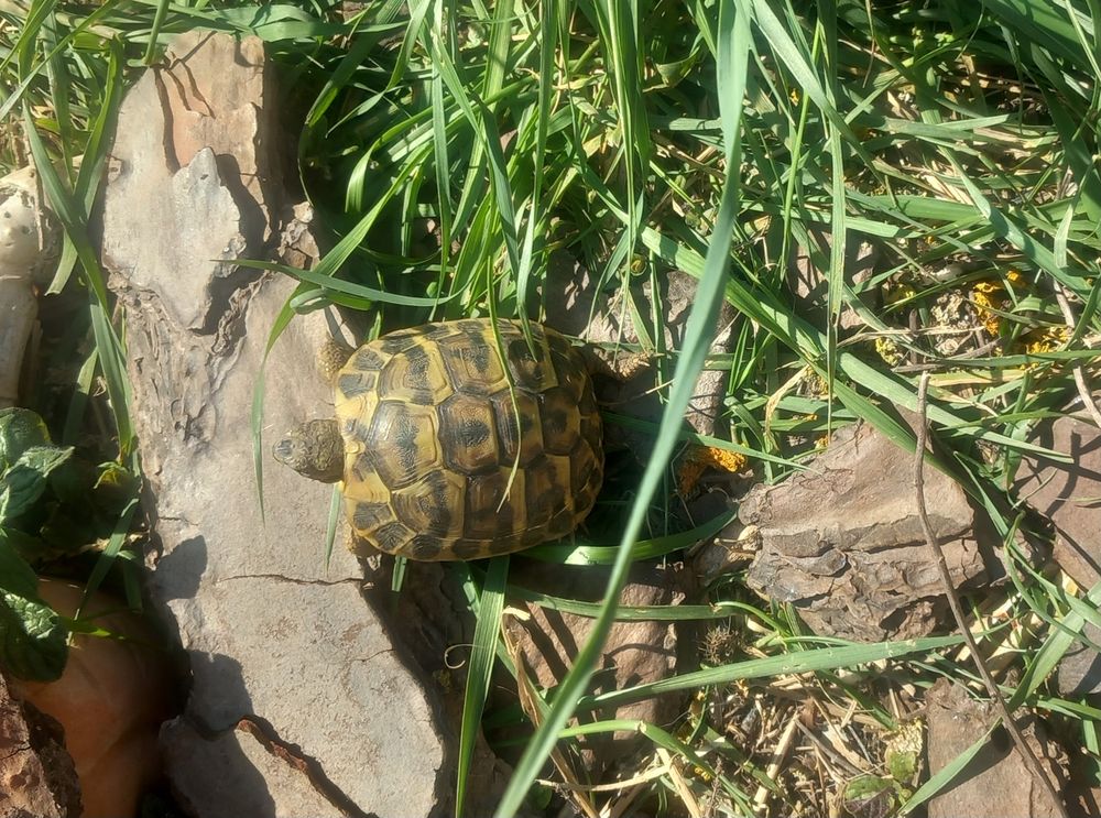 Tortues 
100 34420 Villeneuve-l�s-b�ziers