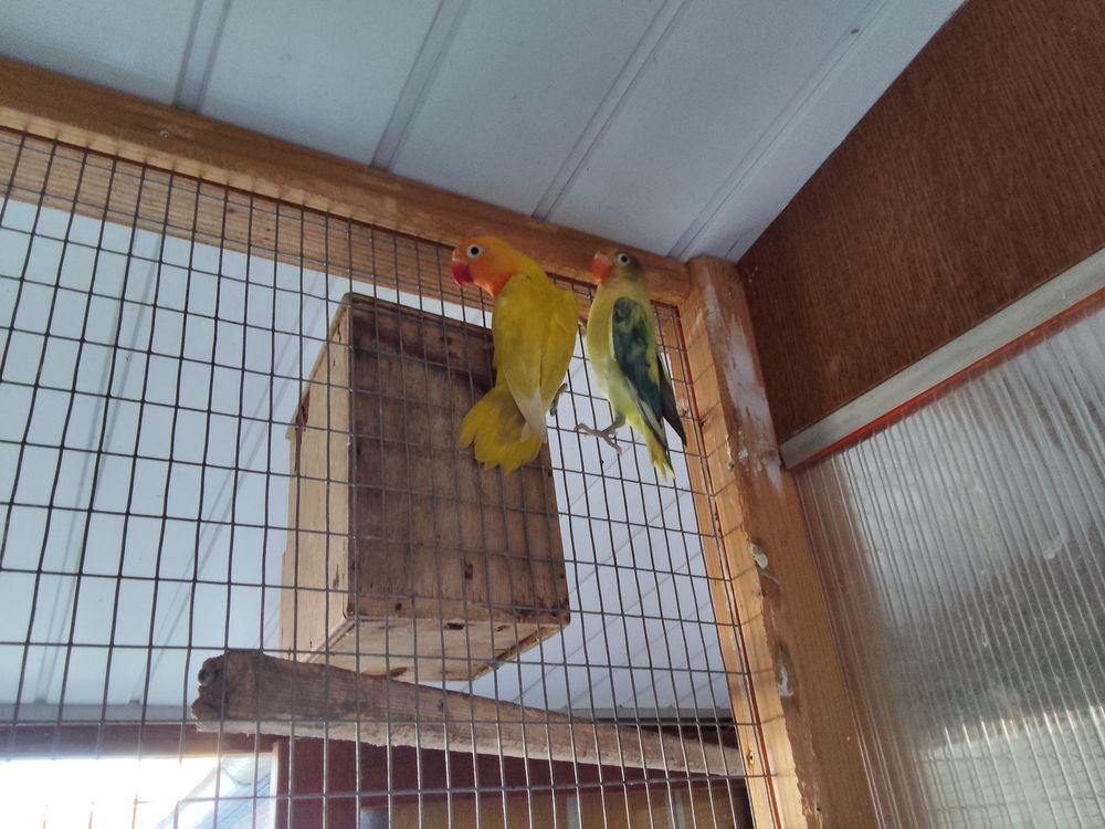 Couple oiseaux inseparable ficher 90 46400 Saint-c�r�