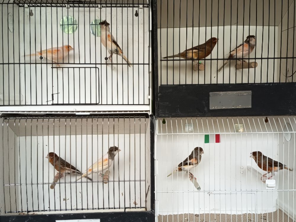 couples de canaris arlequins portugais 50 44390 Nort-sur-erdre