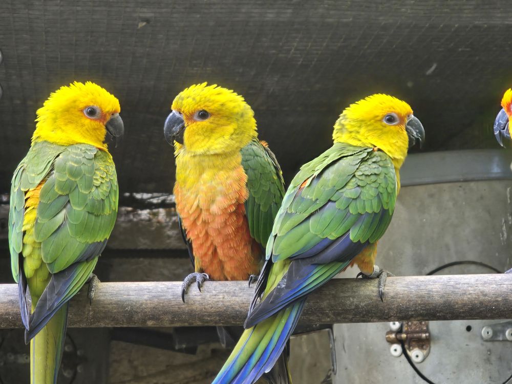 Couple de conure Jandaya 400 83330 Le castellet
