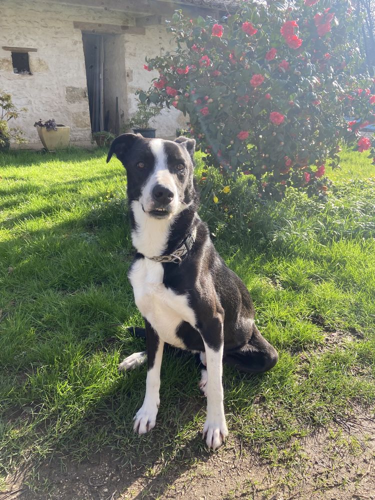 Donne un crois&eacute; border collie de 5 ans, contre bons soins. 0 86600 Saint-sauvant