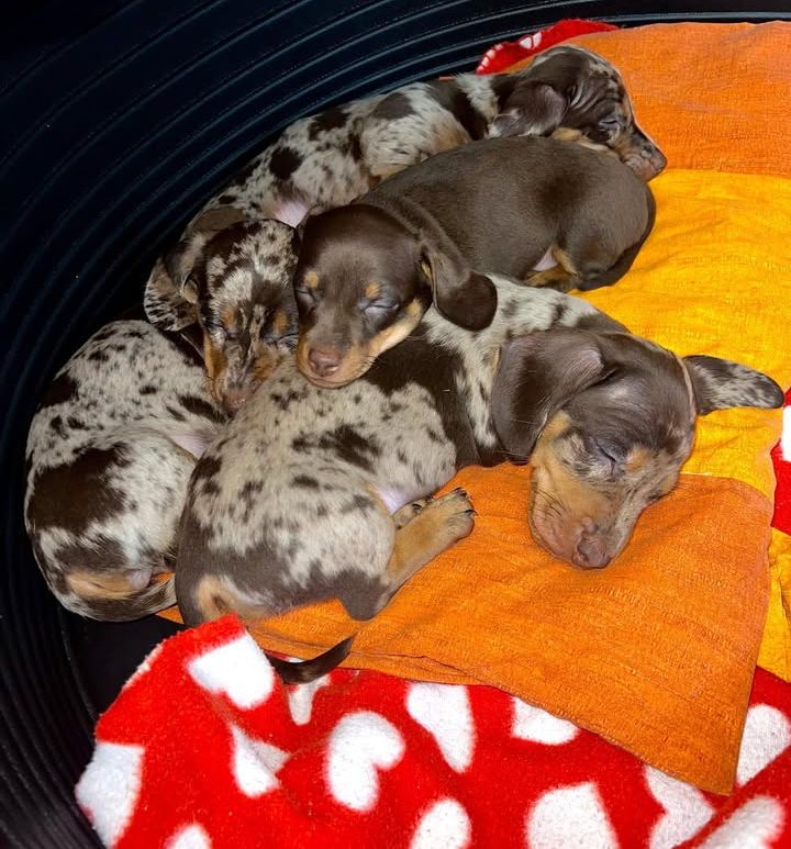 Chiots Teckel nain arlequin 1950 77890 Beaumont-du-g�tinais