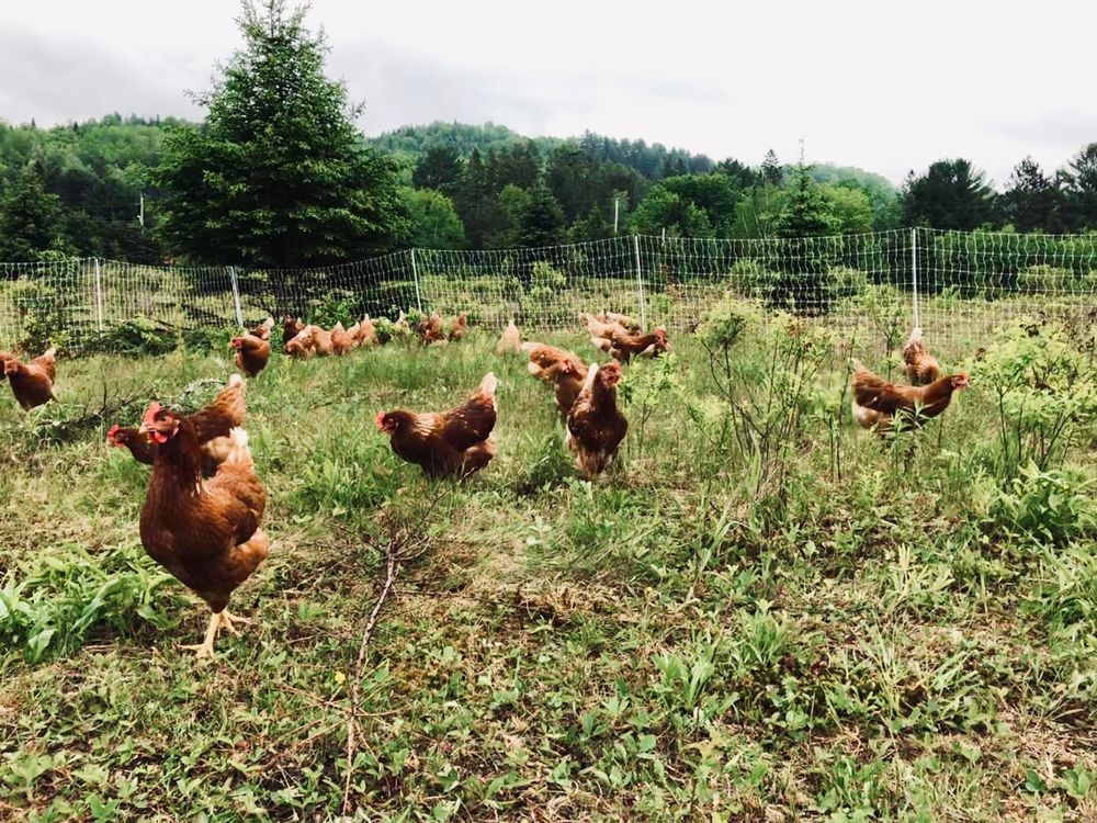 Poules rousses 16 10000 Troyes