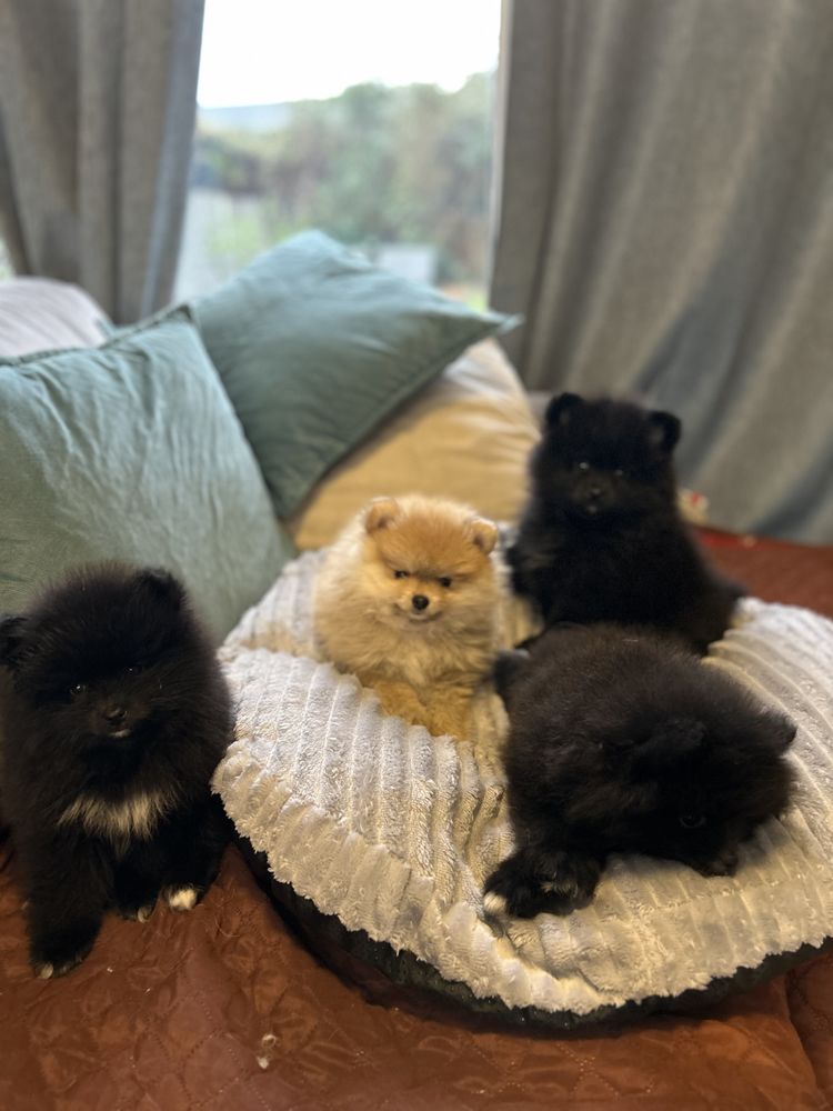 Chiot spitz 3 femmes / 1 m&acirc;le 1700 83500 La seyne-sur-mer