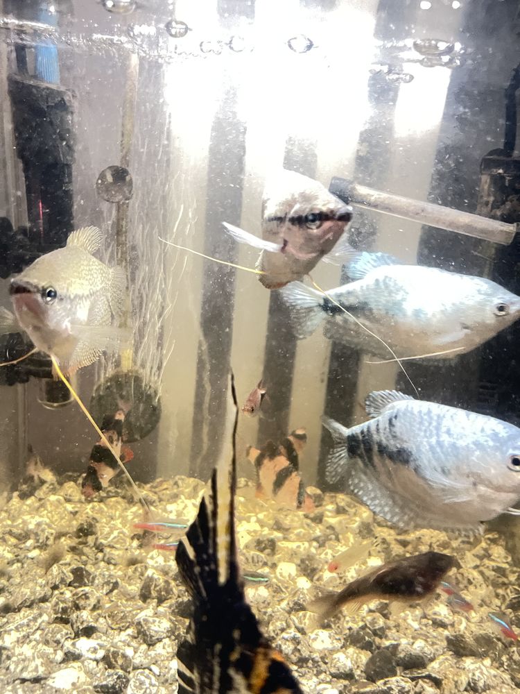 Poisson gourami adultes 2 bleu et 2 gris 20 57550 Falck