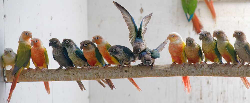 conure de molinae 1 62116 Bucquoy