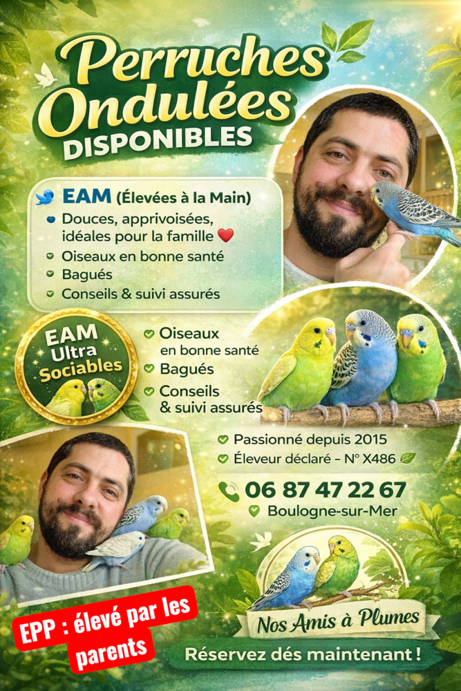 Perruche ondul&eacute;e 0 62200 Boulogne-sur-mer