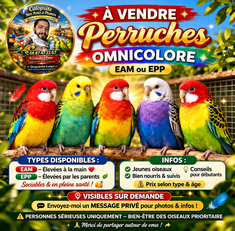 Perruche Omnicolore  EAM ou EPP 0 62200 Boulogne-sur-mer