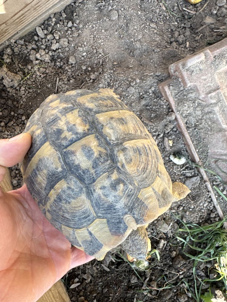 Tortue de terre 150 42800 Rive-de-gier