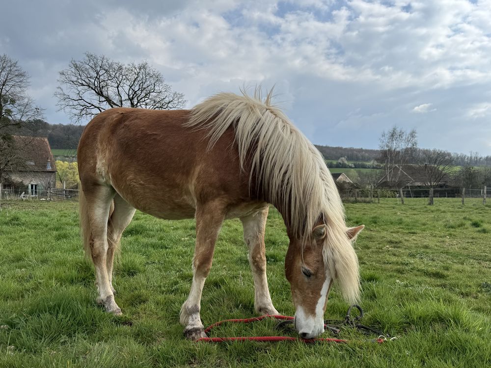 Pouliche Haflinger 1800 90200 Auxelles-bas