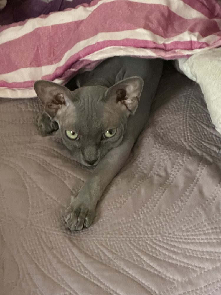 Sphinx 1400 38240 Meylan