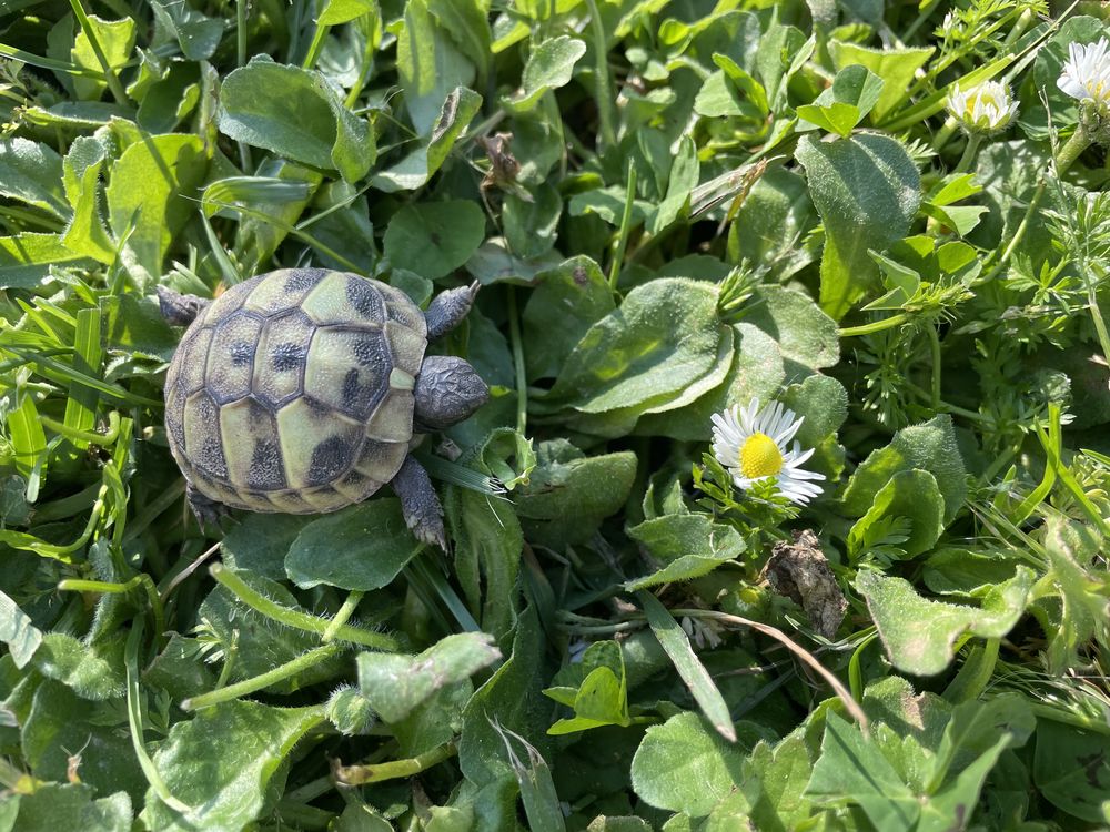 B&eacute;b&eacute;s tortues terrestres 80 17340 Ch�telaillon-plage