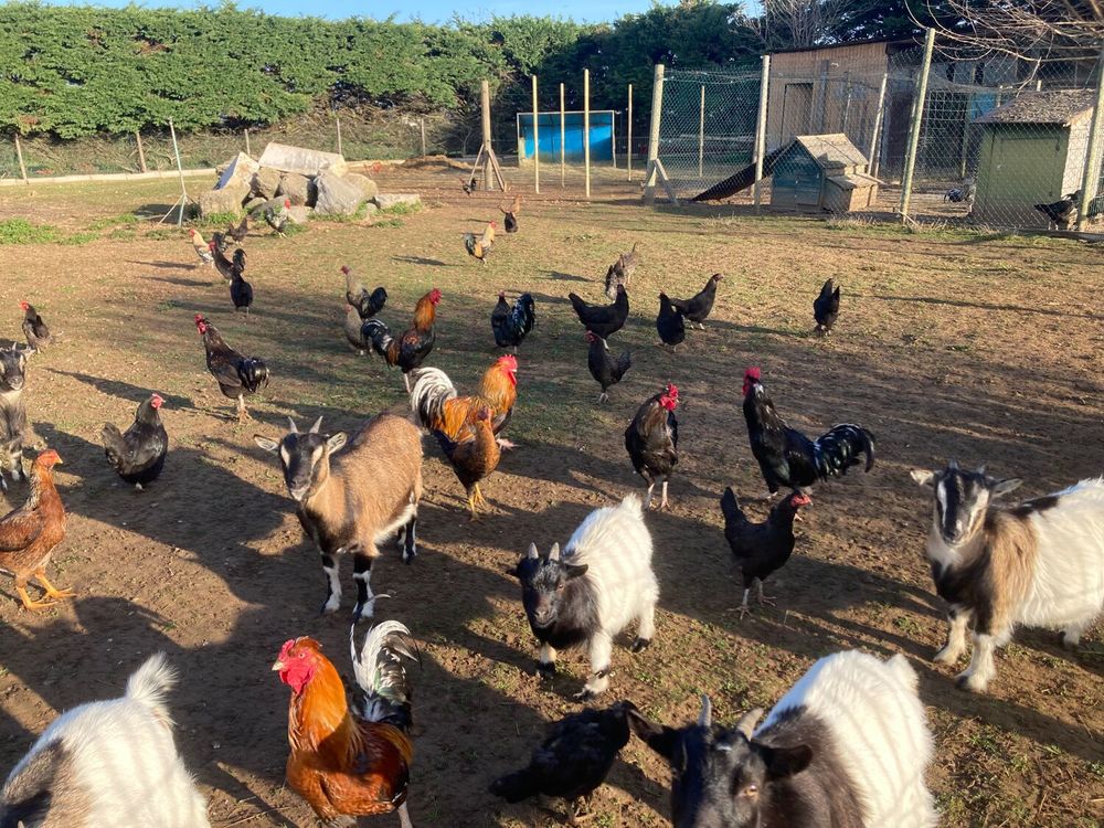 coqs moyen ou grand 40 26300 Bourg-de-p�age