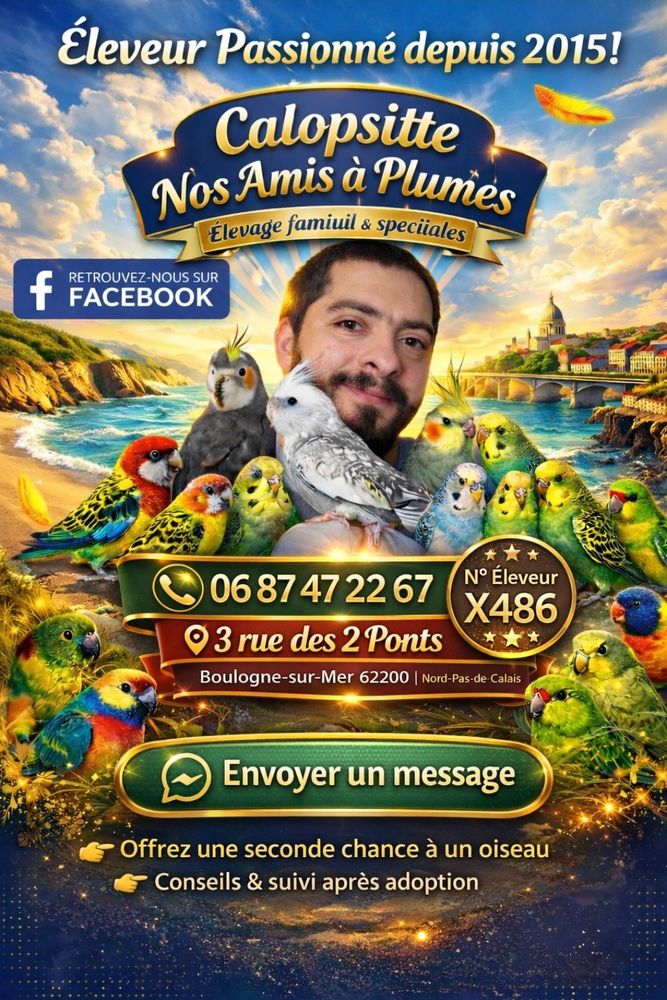 Calopsites 0 62200 Boulogne-sur-mer