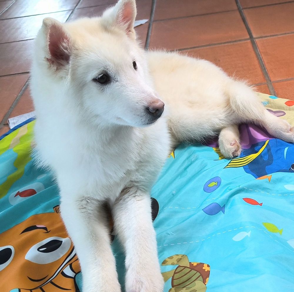 Chiot v&eacute;ritable Pomsky blanc cr&egrave;me ? disponible de suite 1600 33840 Giscos