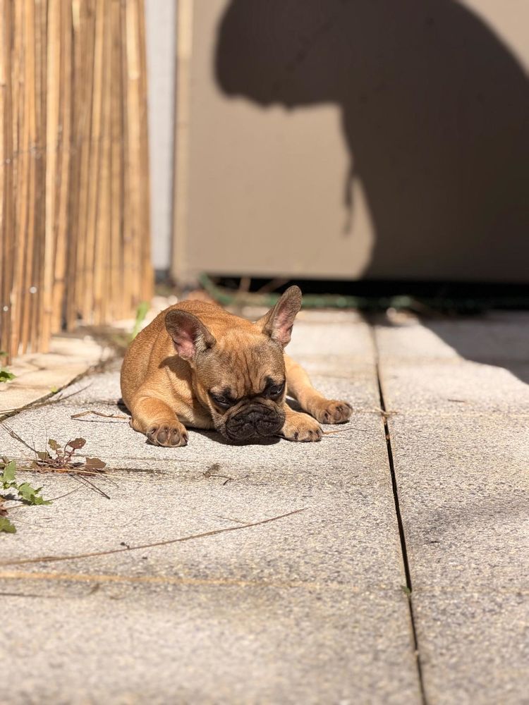 Bouledogues fran&ccedil;ais 0 34000 Montpellier