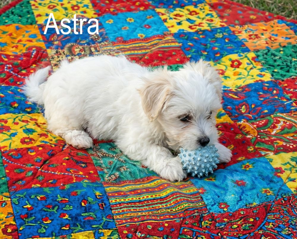 Chiots Coton de Tul&eacute;ar NON LOF 750 82190 Bourg-de-visa