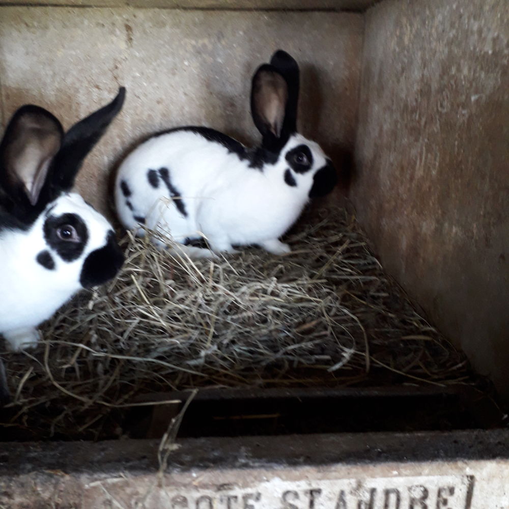 Lapins G&eacute;ant papillon couleur blancs et noirs pure race ,
30 42800 Ch�teauneuf