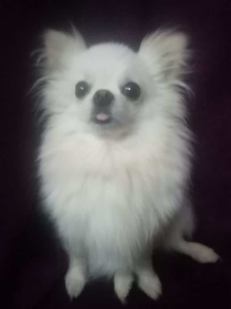 Spitz blanche femelle naine 0 66000 Perpignan