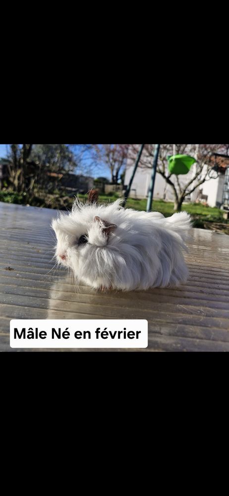 Cochons D'Inde m&acirc;les 15 31600 Eaunes