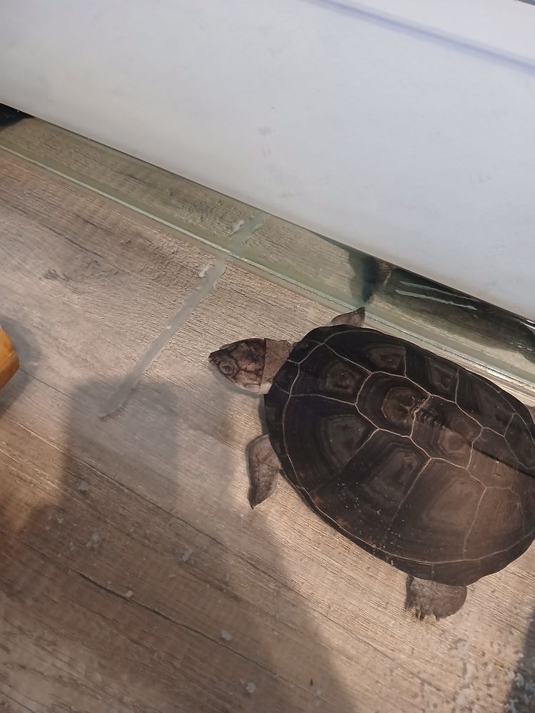 Don tortue pelomedusa 0 71000 Varennes-l�s-m�con