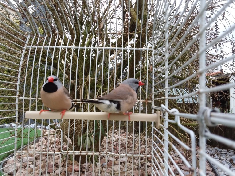 diamant bavette 40 85640 Mouchamps