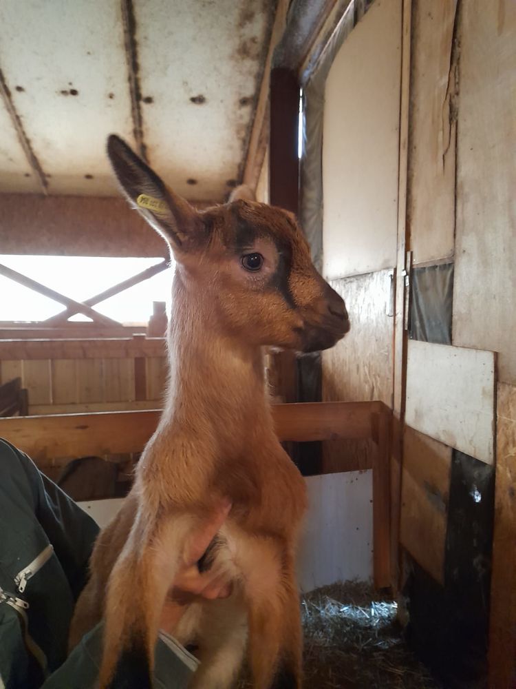 Des petites chevrettes et chevreaux &agrave; sauver 45 04530 Saint-paul-sur-ubaye