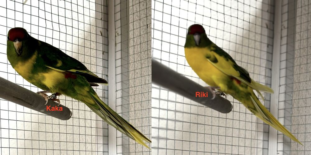 Kakarikis - Est ce un couple ?? 0 64310 Saint-p�e-sur-nivelle