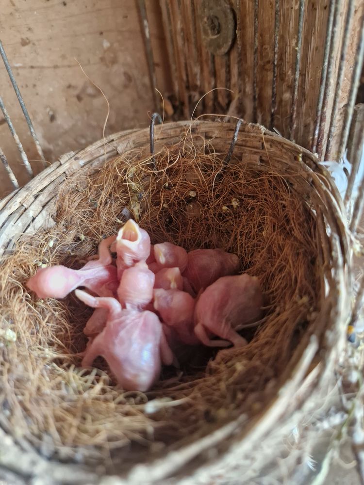 B&eacute;b&eacute; Padda pour EAM de 8 jours 30 91640 Vaugrigneuse