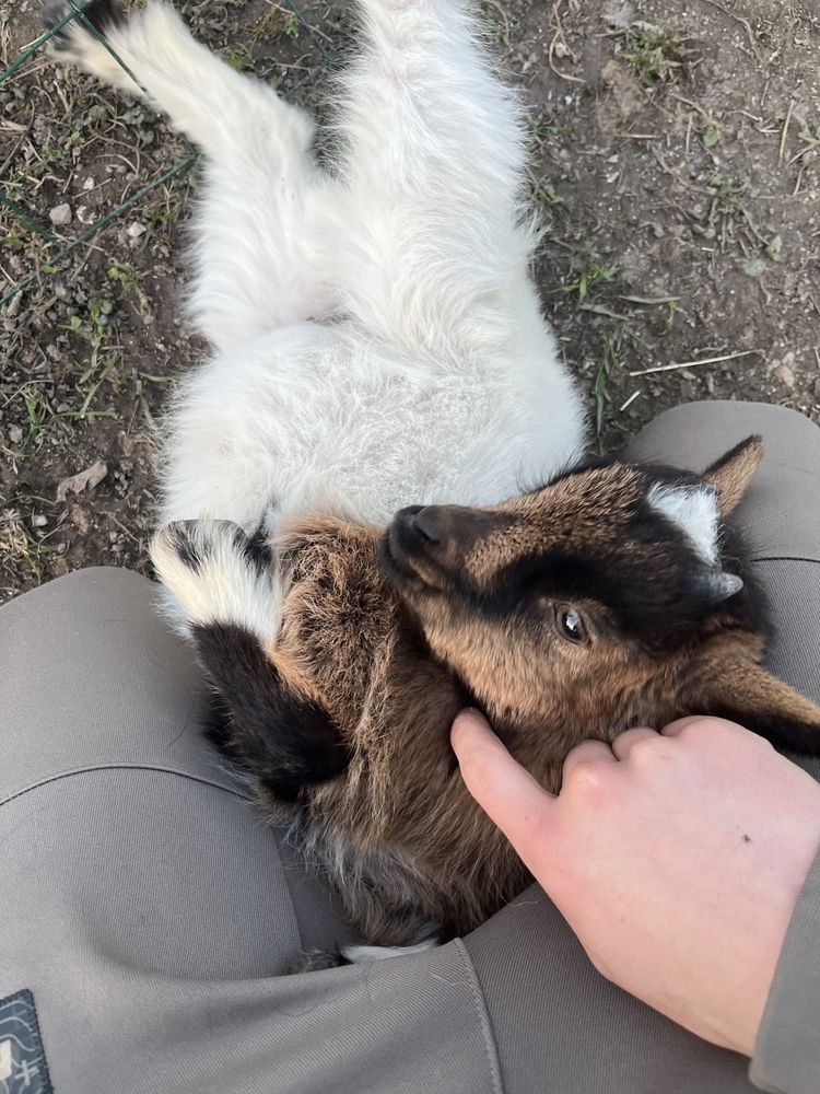 Chevrette naine 150 80290 Poix-de-picardie
