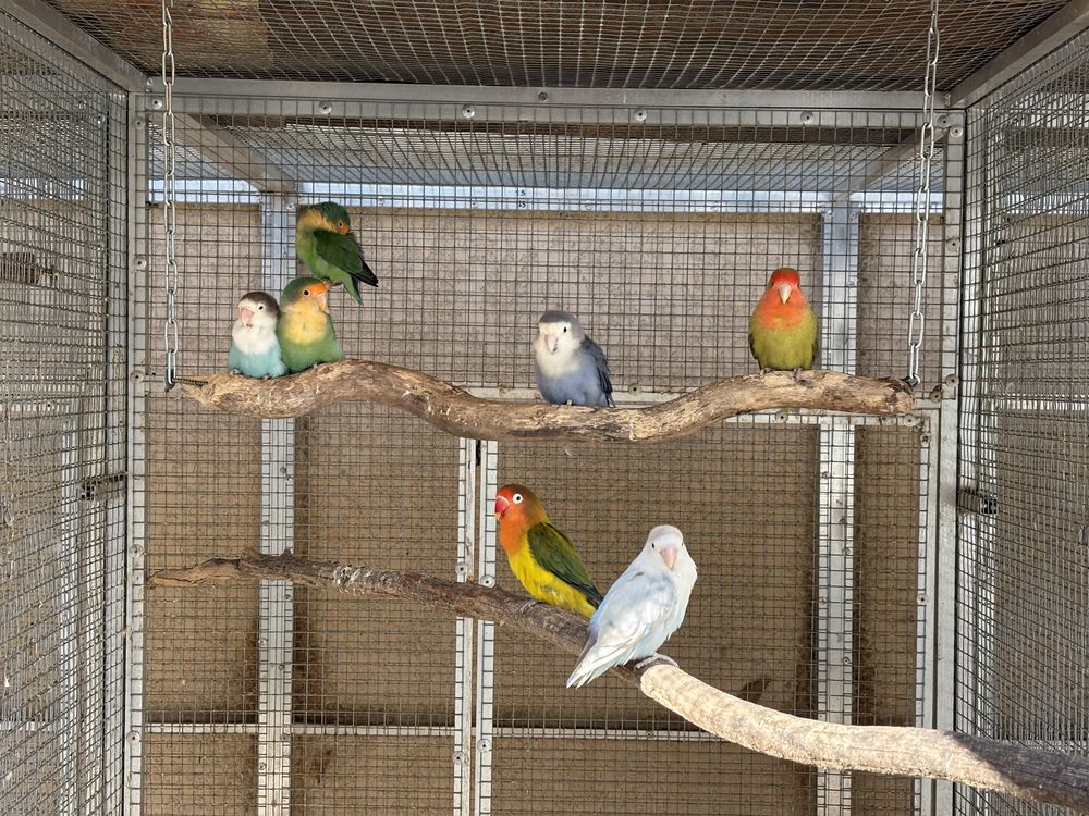 Ins&eacute;parables Fischer et Roseicollis EPP 50 13113 Lamanon