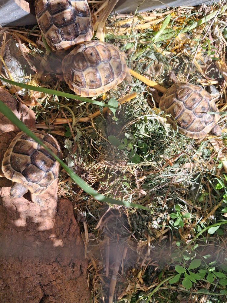 Tortues de terre 70 64100 Bayonne