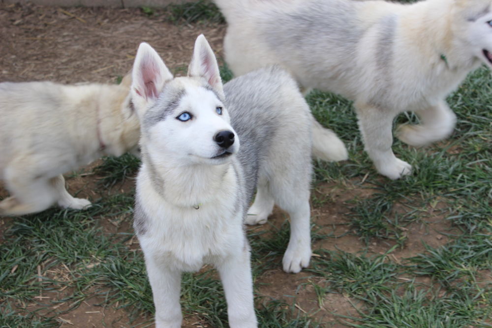 Chiots Husky disponibles 950 87260 Pierre-buffi�re