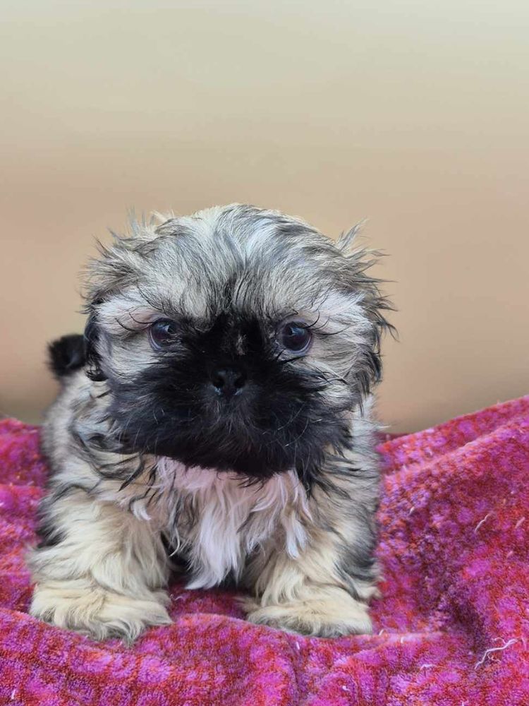 A r&eacute;server  chiots shih tzu 800 17430 Cabariot