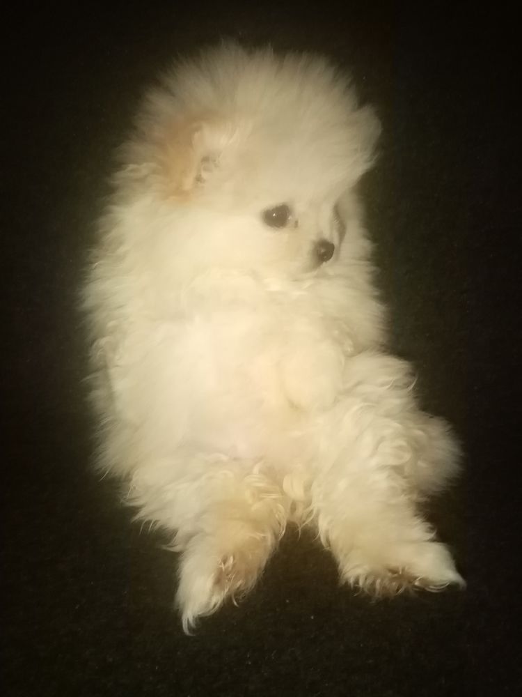 Spitz nain petit gabarit 0 66000 Perpignan