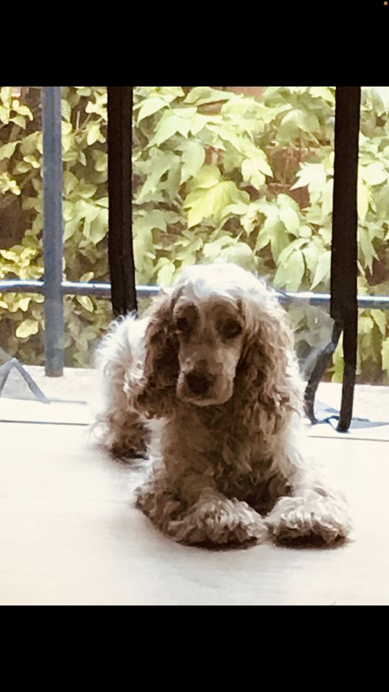 Donne adorable chienne Cocker Anglais 0 95260 Beaumont-sur-oise