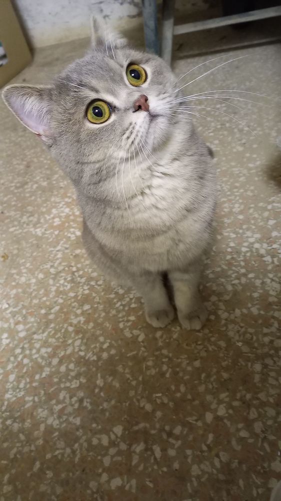 Magnifique chat de race &agrave; adopter sur Marseille 0 13004 Marseille