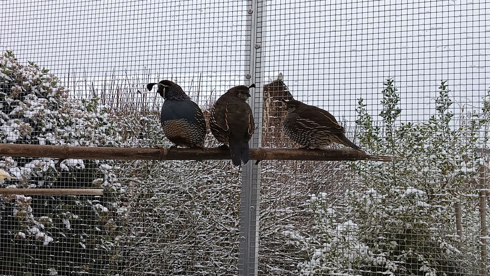 couple colin de Californie + 1 femelle 100 86130 Saint-georges-l�s-baillargeaux