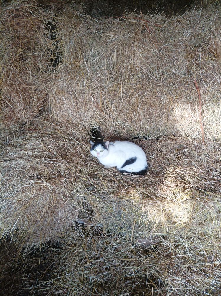 Foin bio petits ballots 3 02420 Vendhuile