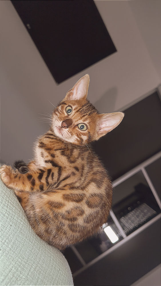 Bengal haute lign&eacute;e 1800 91170 Viry-ch�tillon