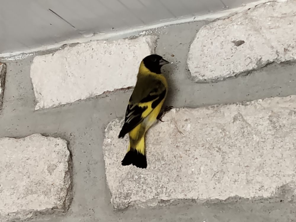 Oiseau tarin 60 46400 Saint-c�r�