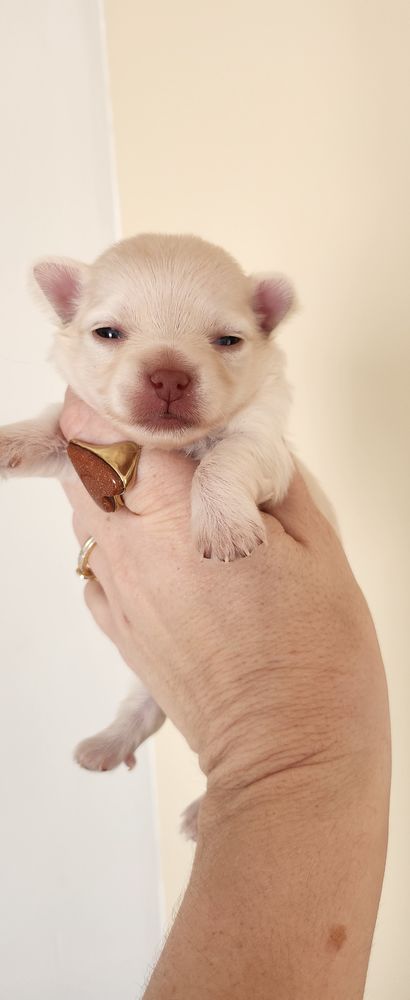 Pomsky/chihuahua 900 06670 Castagniers