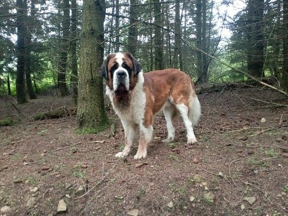 DONNE ST BERNARD 0 42370 Arcon