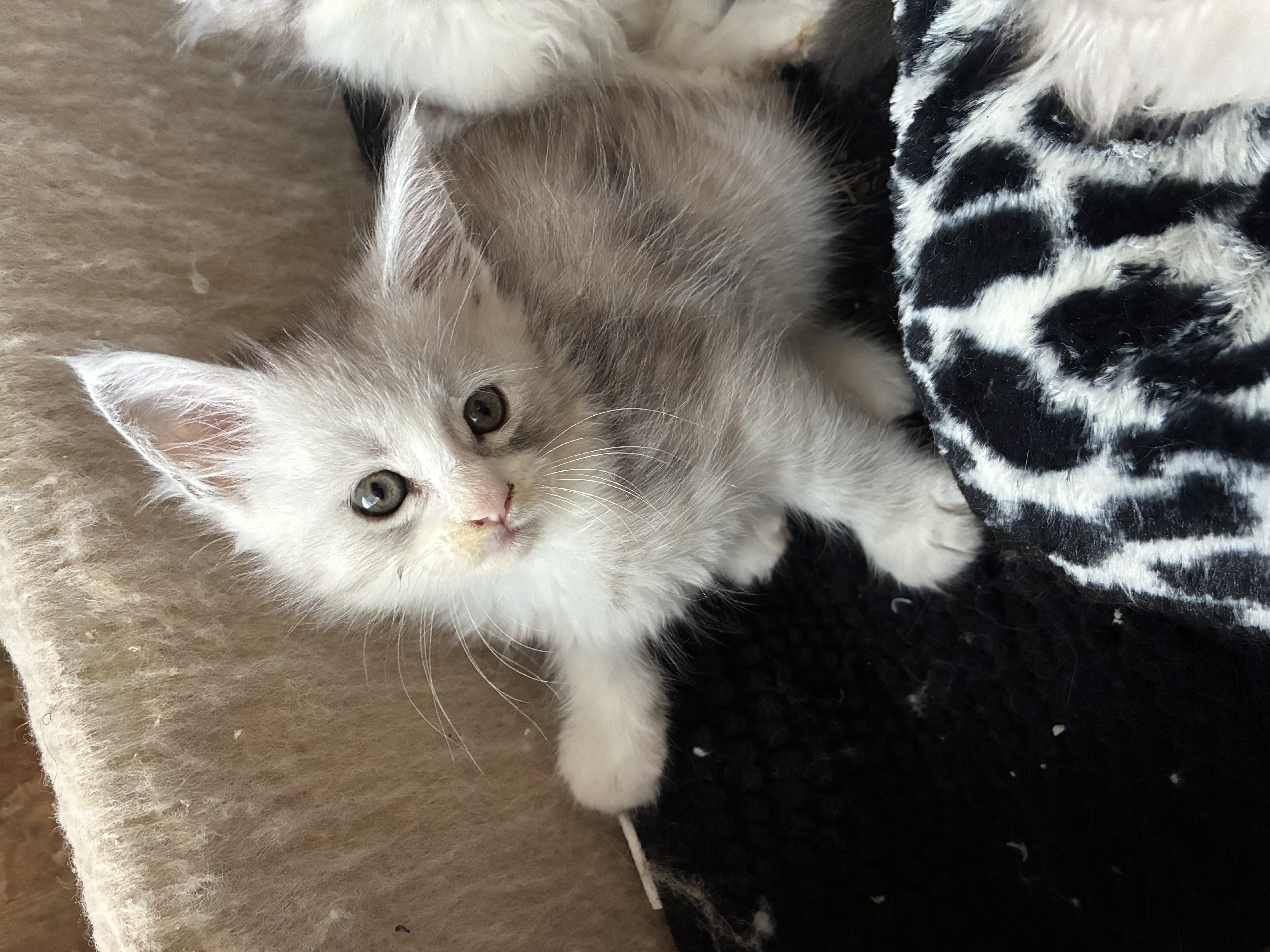 Chaton Maine coon LOOF  1300 83100 Toulon