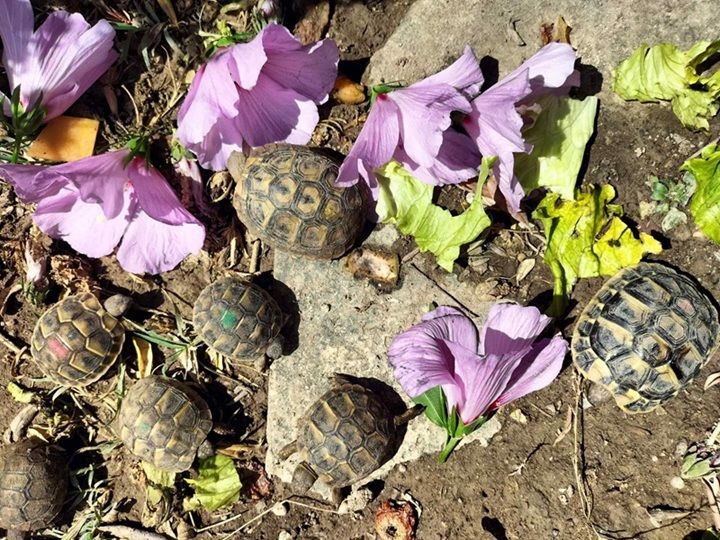 Tortues de terre 30 26250 Livron-sur-dr�me