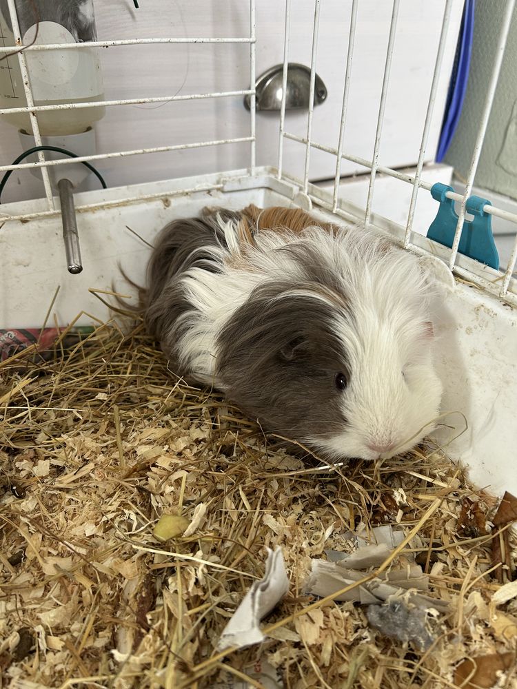 Cobaye femelle 10 42230 Roche-la-moli�re