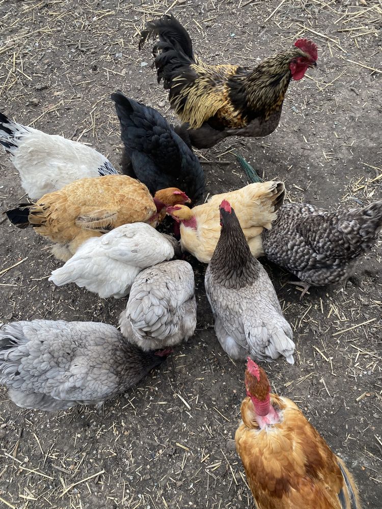 ?ufs f&eacute;cond&eacute;s 1 59190 Ca�stre